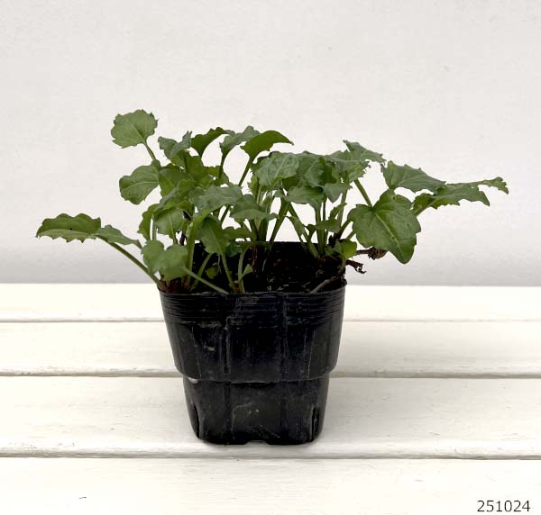 ミヤコワスレ：白鳥3.5号ポット