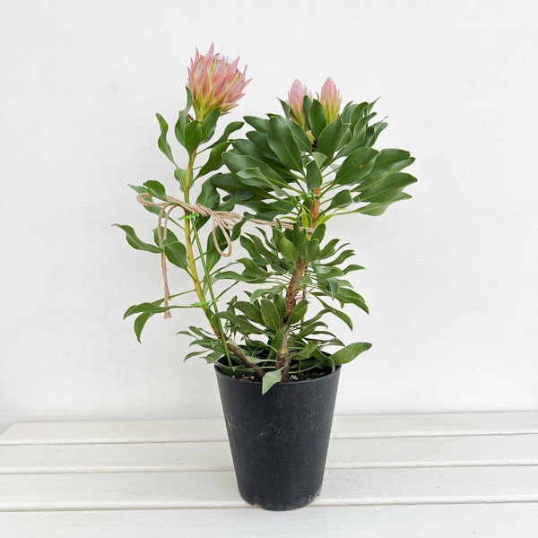 プロテア：オータムプリンス 5号鉢植え25-01 の通販 | 園芸ネット