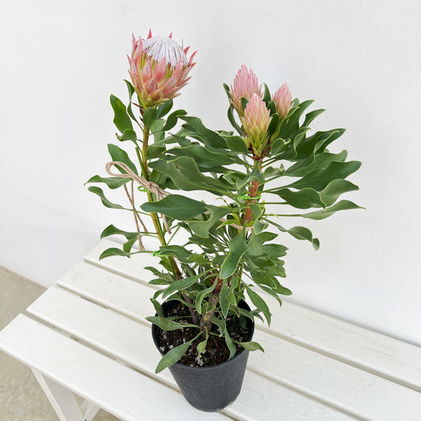 プロテア:オータムプリンス 5号鉢植え*