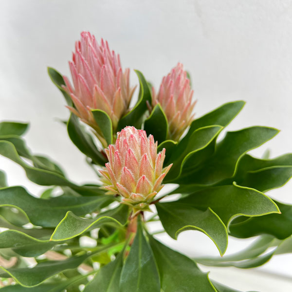 プロテア　オータムプリンス　5号 プロテア：オータムプリンス 5号鉢植え25-01 の通販 | 園芸ネット