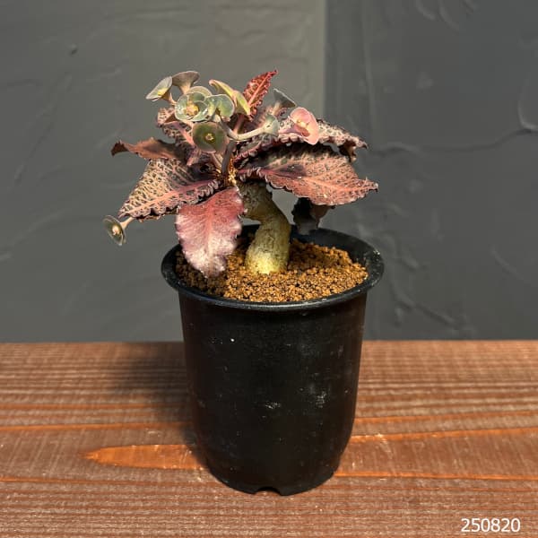 ユーフォルビア:フランコイシー 3号鉢植え25-03