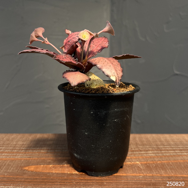ユーフォルビア:フランコイシー 3号鉢植え25-07