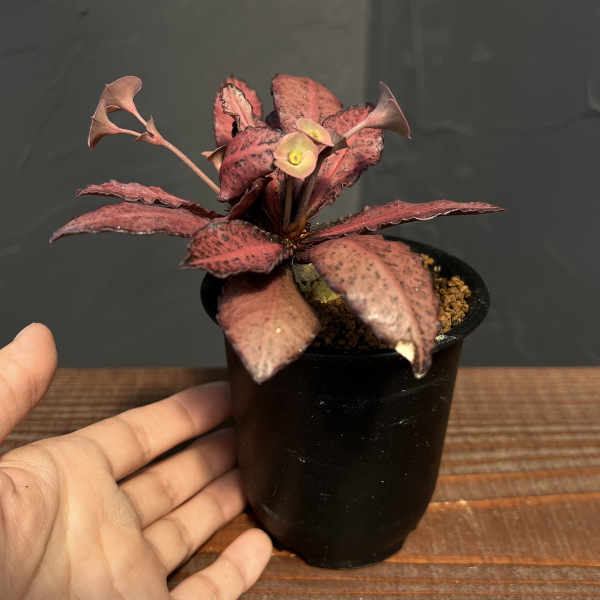 ユーフォルビア:フランコイシー 3号鉢植え25-07