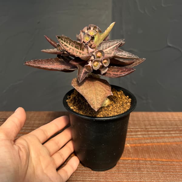 ユーフォルビア：フランコイシー　3号鉢植え25-09
