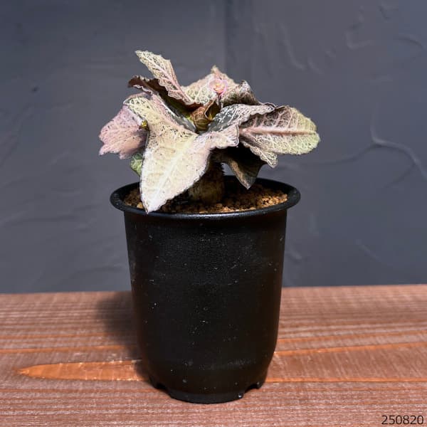 ユーフォルビア:フランコイシー 3号鉢植え25-10