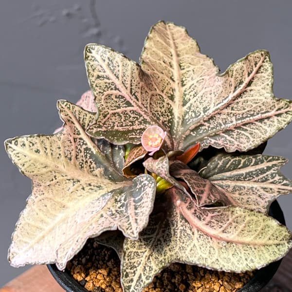 ユーフォルビア:フランコイシー 3号鉢植え25-10