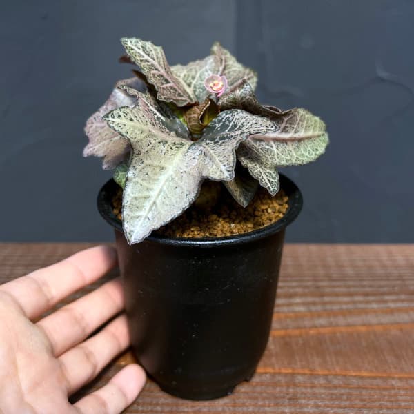 ユーフォルビア:フランコイシー 3号鉢植え25-10