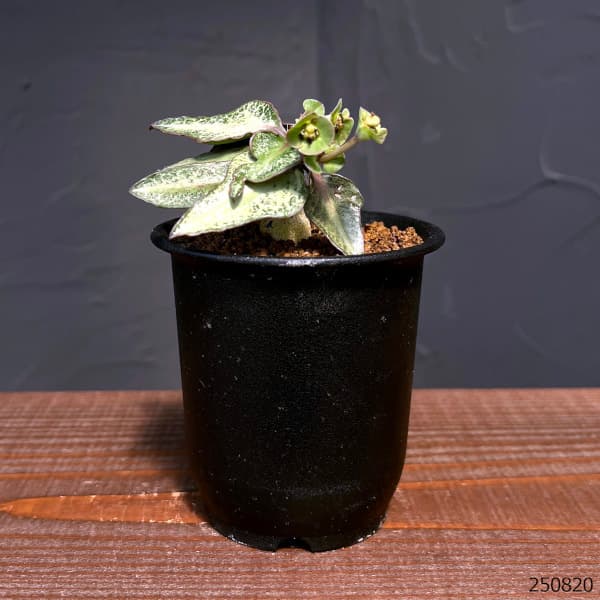 ユーフォルビア:フランコイシー 3号鉢植え25-11