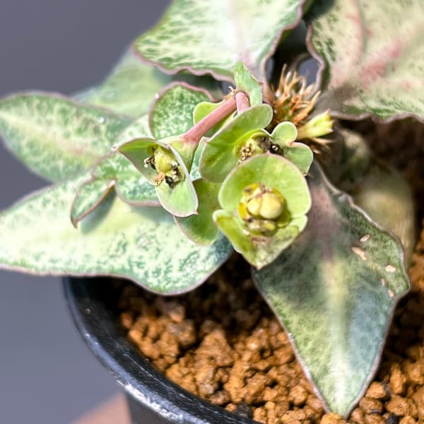 ユーフォルビア:フランコイシー 3号鉢植え25-11