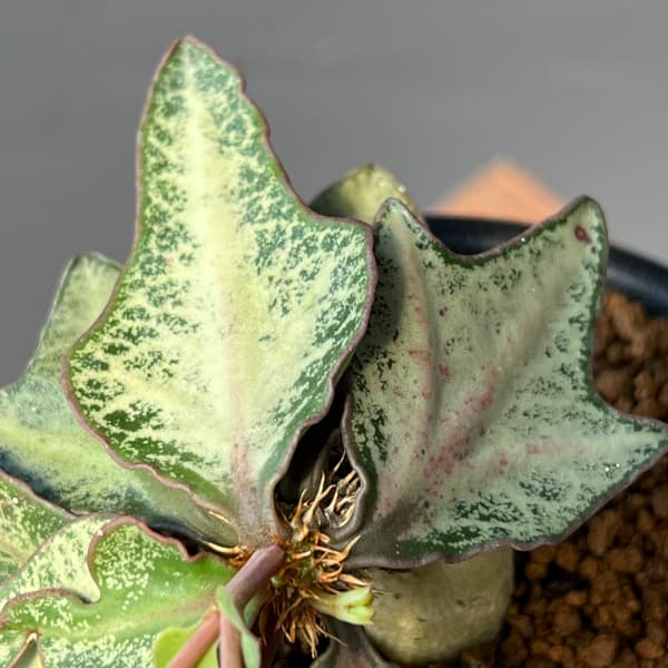 ユーフォルビア:フランコイシー 3号鉢植え25-11