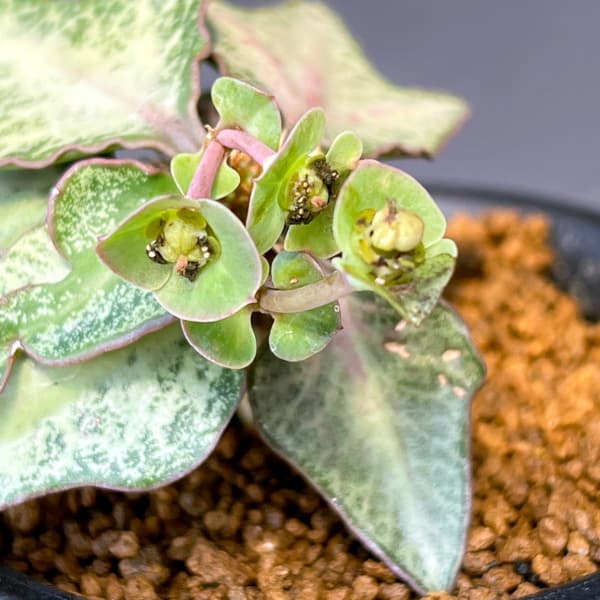 ユーフォルビア:フランコイシー 3号鉢植え25-11