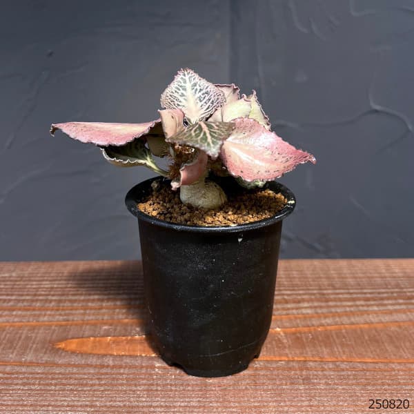 ユーフォルビア:フランコイシー 3号鉢植え25-12