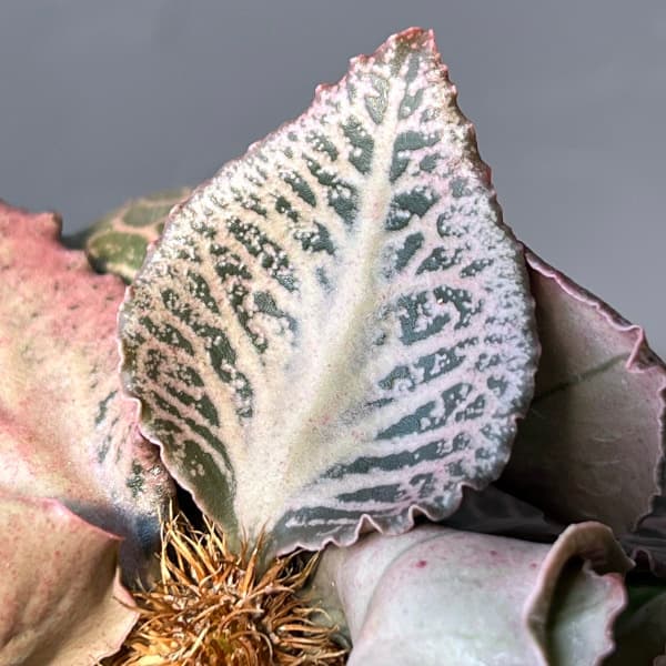 ユーフォルビア:フランコイシー 3号鉢植え25-12