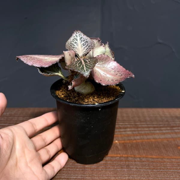 ユーフォルビア:フランコイシー 3号鉢植え25-12