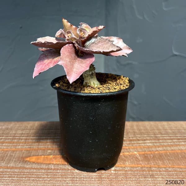 ユーフォルビア:フランコイシー 3号鉢植え25-13