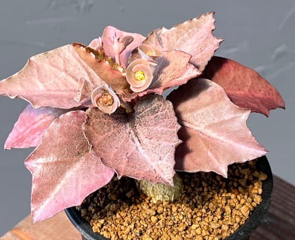 ユーフォルビア:フランコイシー 3号鉢植え25-13