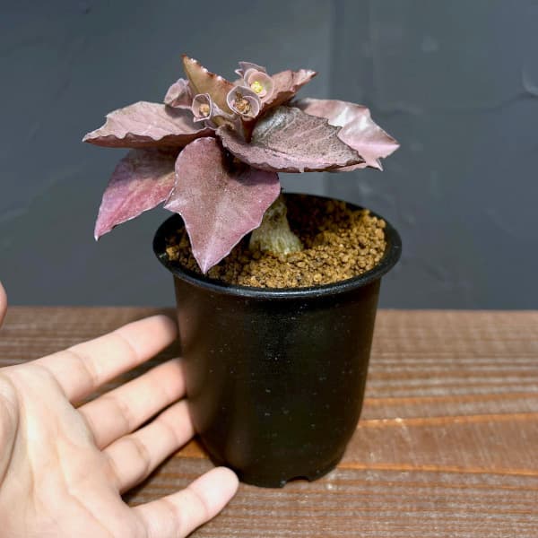 ユーフォルビア:フランコイシー 3号鉢植え25-13
