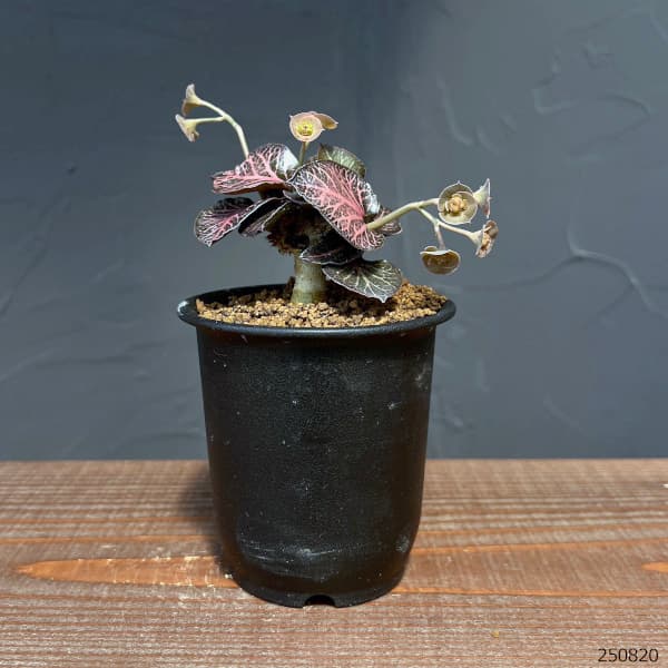ユーフォルビア:フランコイシー 3号鉢植え25-14