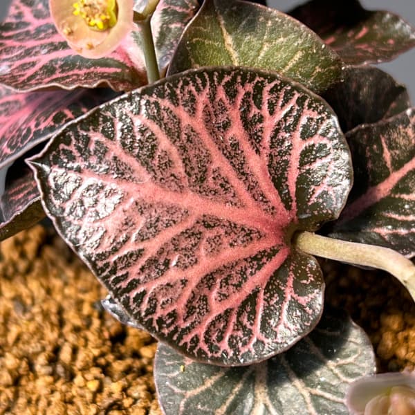 ユーフォルビア:フランコイシー 3号鉢植え25-14