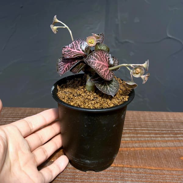ユーフォルビア:フランコイシー 3号鉢植え25-14