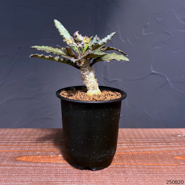 ユーフォルビア:フランコイシー 3号鉢植え25-15