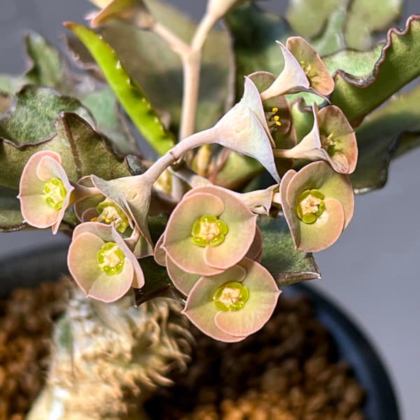 ユーフォルビア:フランコイシー 3号鉢植え25-15