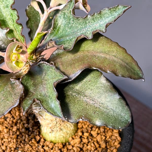 ユーフォルビア:フランコイシー 3号鉢植え25-15