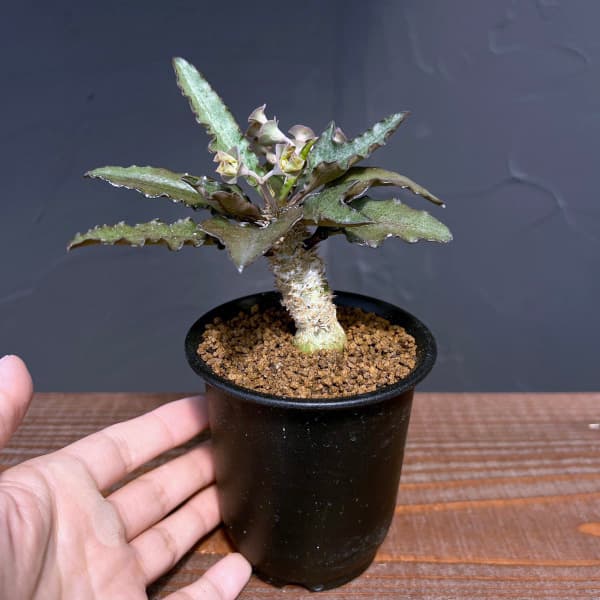 ユーフォルビア:フランコイシー 3号鉢植え25-15
