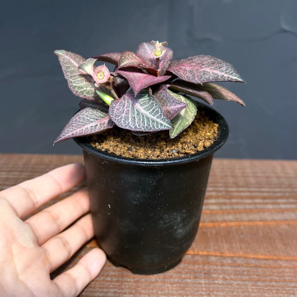 ユーフォルビア:フランコイシー 3号鉢植え25-16