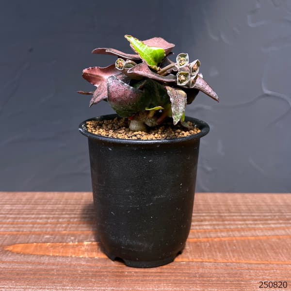 ユーフォルビア:フランコイシー 3号鉢植え25-18