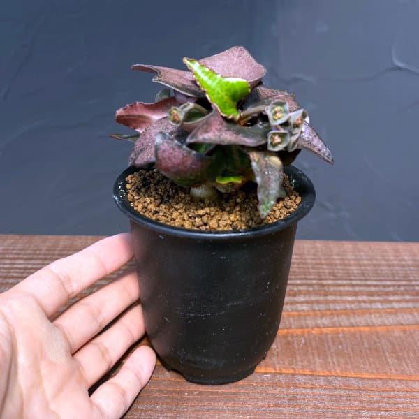 ユーフォルビア:フランコイシー 3号鉢植え25-18