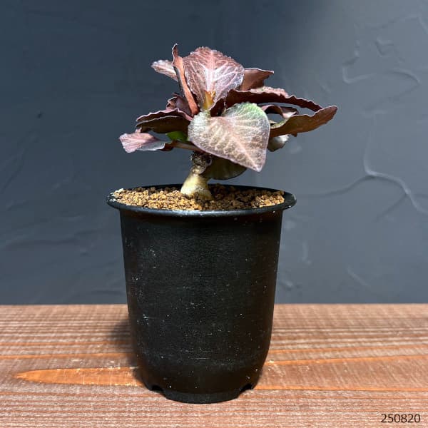 ユーフォルビア:フランコイシー 3号鉢植え25-19