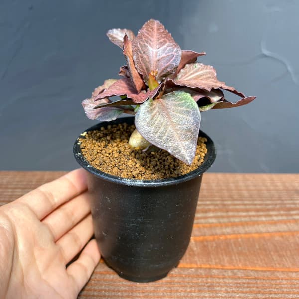 ユーフォルビア:フランコイシー 3号鉢植え25-19
