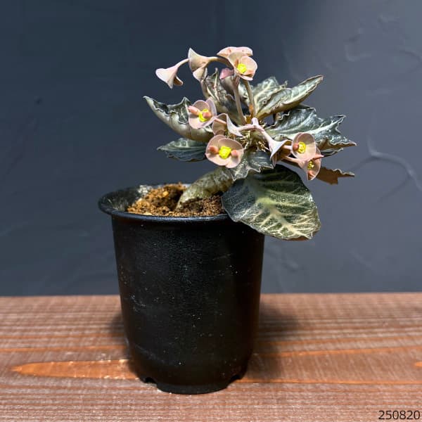 ユーフォルビア:フランコイシー 3号鉢植え25-20