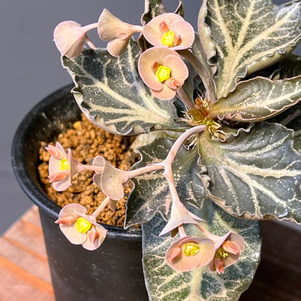 ユーフォルビア:フランコイシー 3号鉢植え25-20