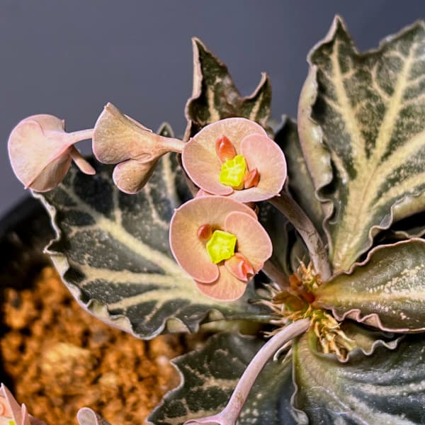 ユーフォルビア:フランコイシー 3号鉢植え25-20