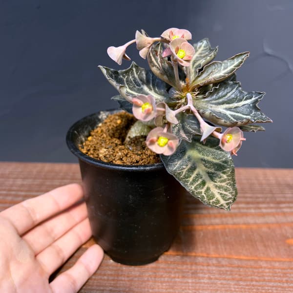 ユーフォルビア:フランコイシー 3号鉢植え25-20