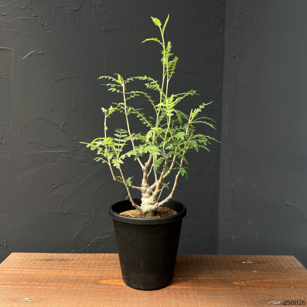 ボスウェリア:ネグレクタ 4号鉢植え