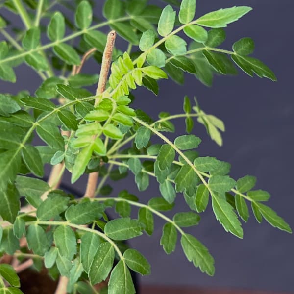 ボスウェリア:ネグレクタ 4号鉢植え