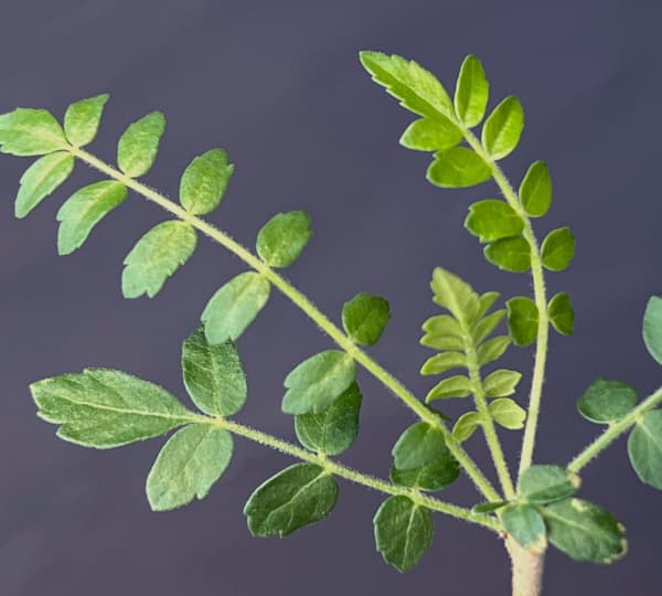 ボスウェリア:ネグレクタ 4号鉢植え