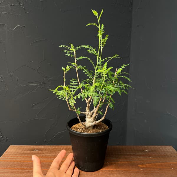 ボスウェリア:ネグレクタ 4号鉢植え