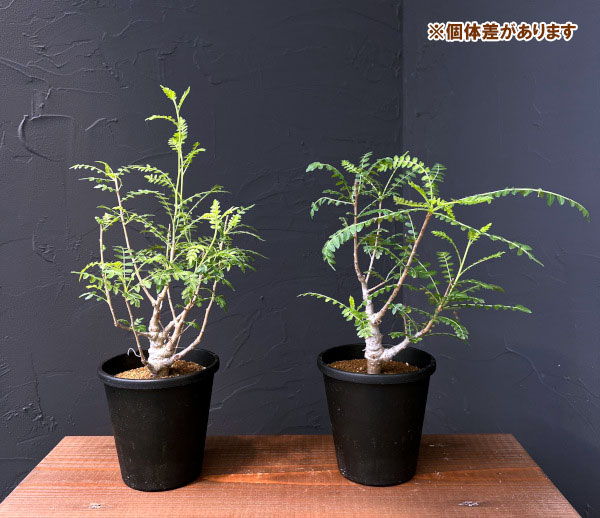 ボスウェリア:ネグレクタ 4号鉢植え