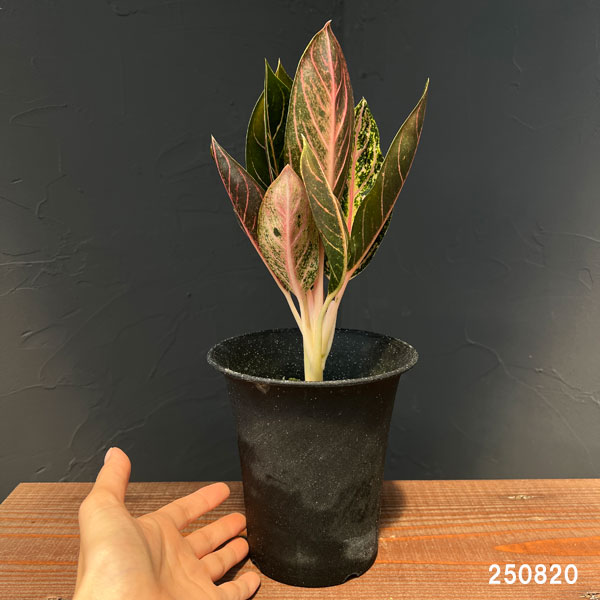 アグラオネマ:レッドスマトラ 4号鉢植え25-01