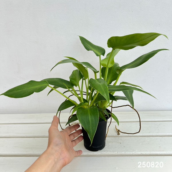 フィロデンドロン:マハラジャ 3号鉢植え*