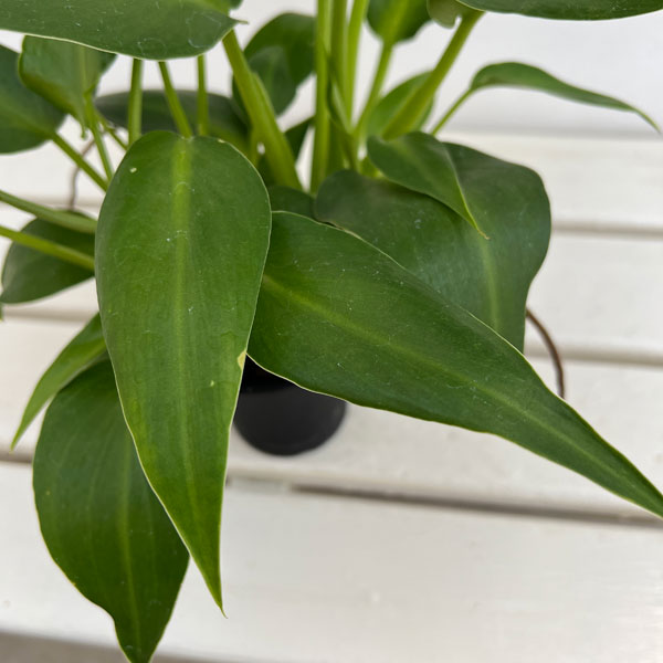 フィロデンドロン:マハラジャ 3号鉢植え*