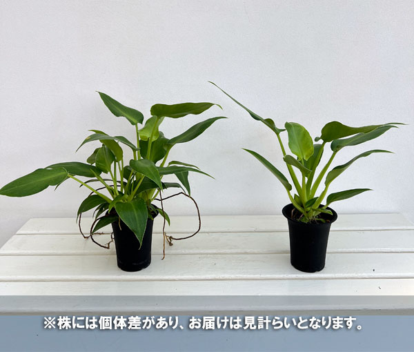 フィロデンドロン:マハラジャ 3号鉢植え*