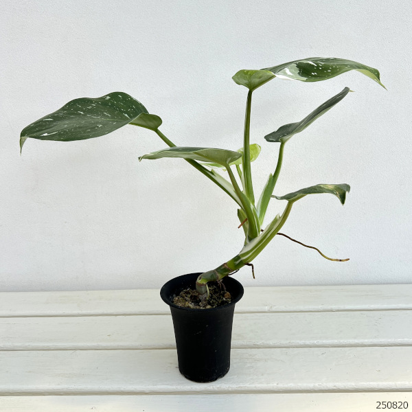 フィロデンドロン:ホワイトウィザード 3号鉢植え