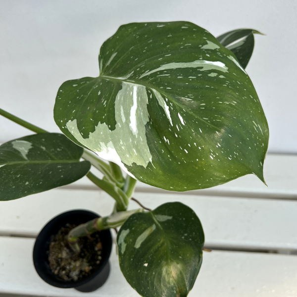フィロデンドロン:ホワイトウィザード 3号鉢植え