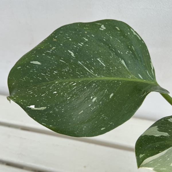 フィロデンドロン:ホワイトウィザード 3号鉢植え