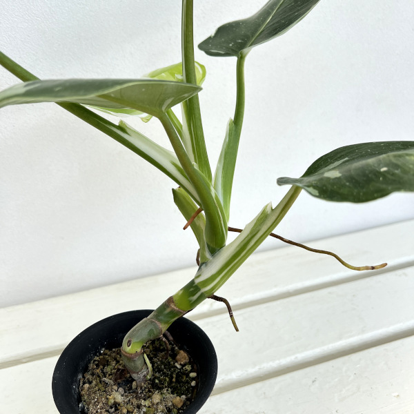 フィロデンドロン:ホワイトウィザード 3号鉢植え
